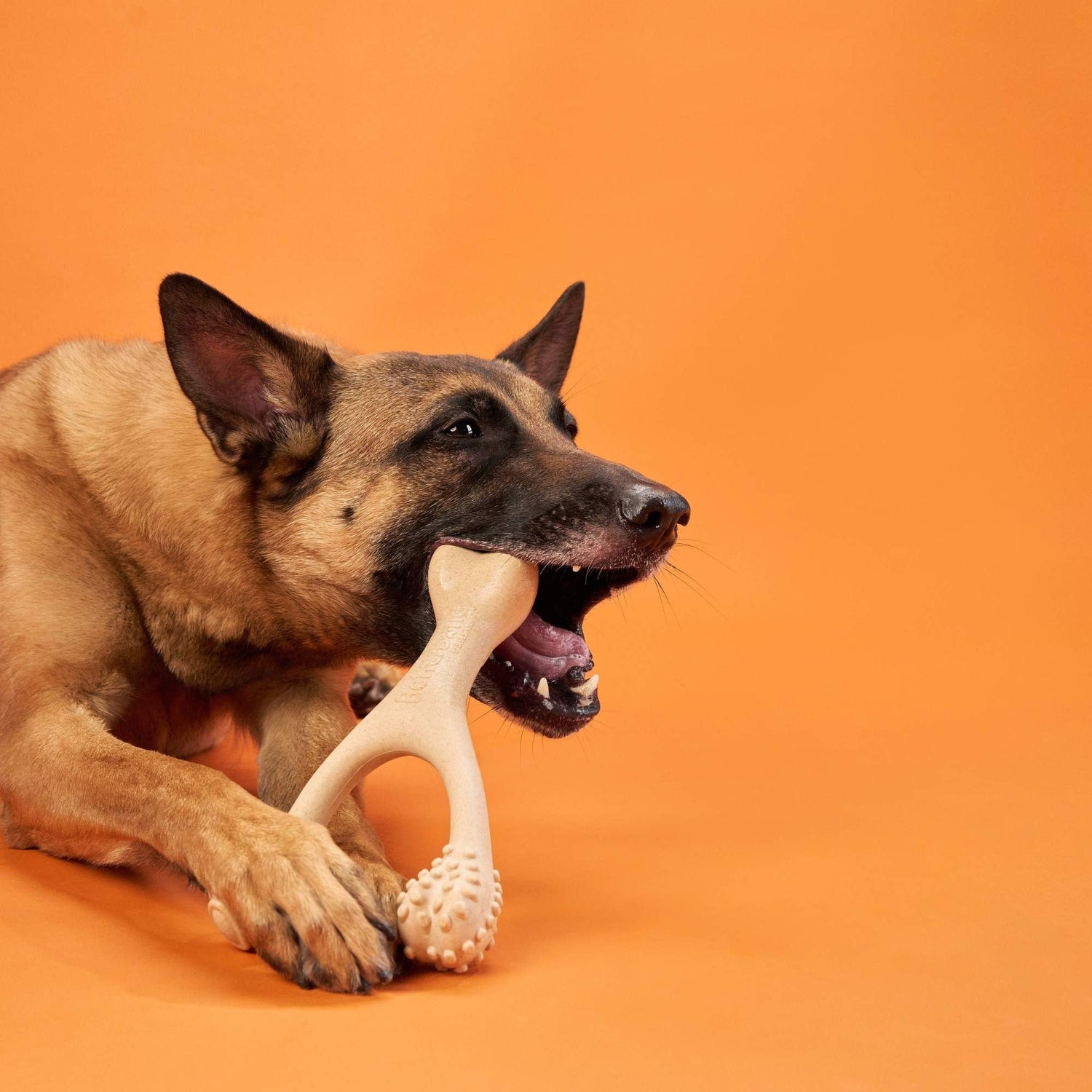 Pets & Companions