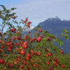 body oil - rosehip by woo world of oils