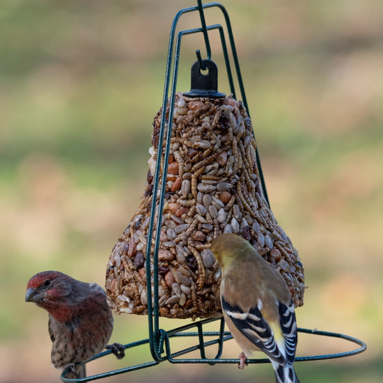 bird seed - bell hanger by mr. bird