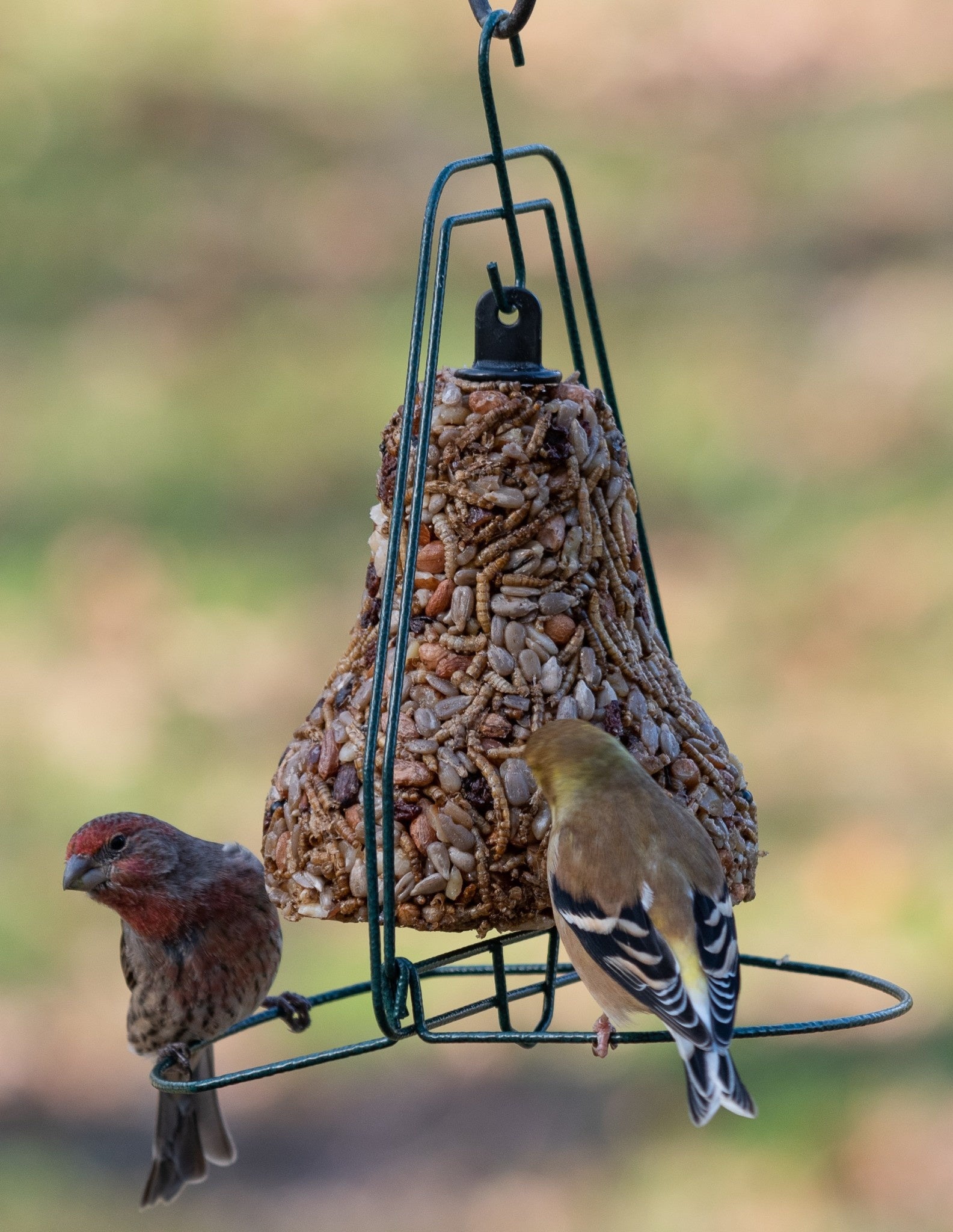 bird seed - bell hanger by mr. bird