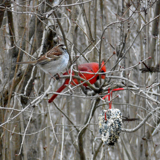 bird seed - little heart by mr. bird