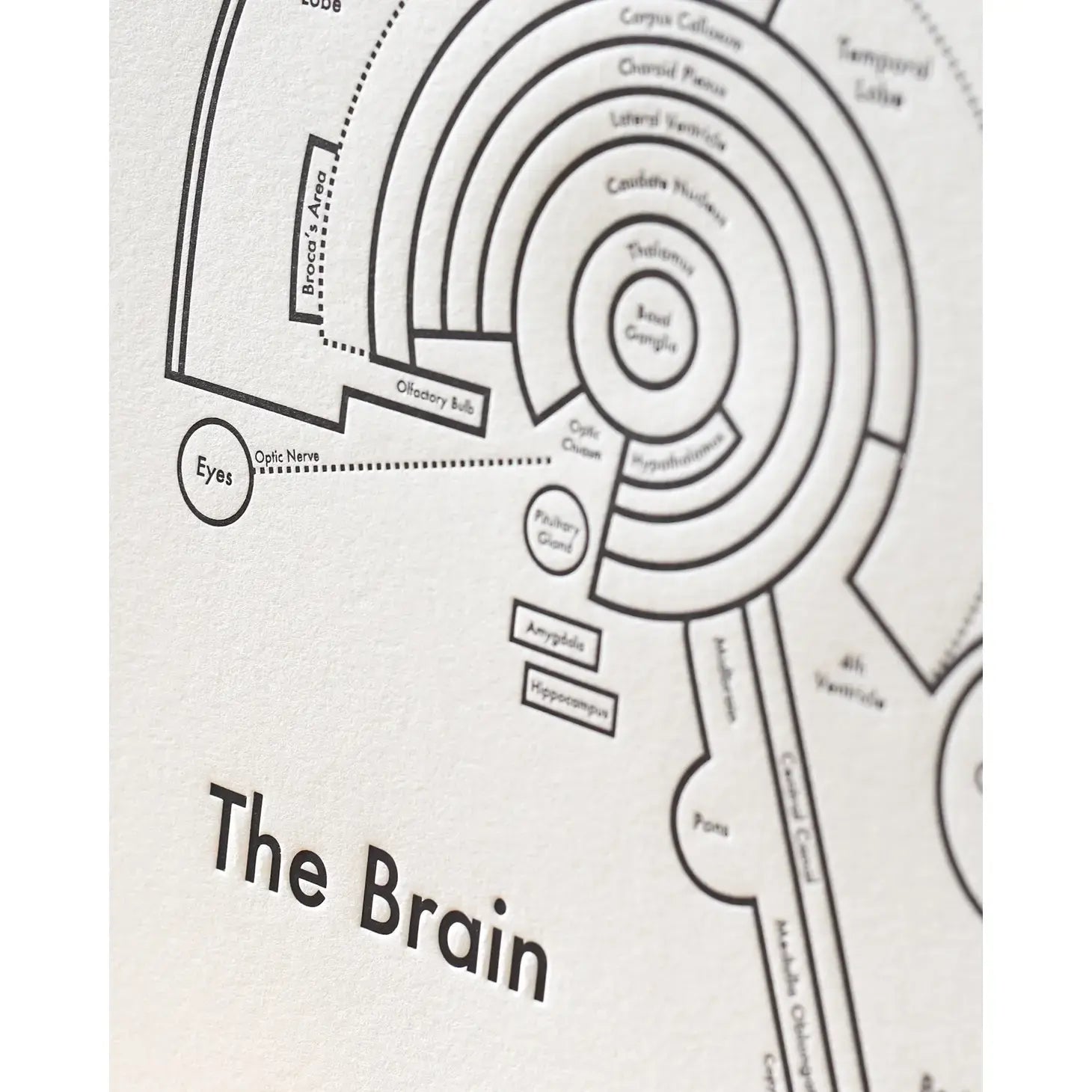 art print - letterpress - 8" x 8" - brain by archie's press