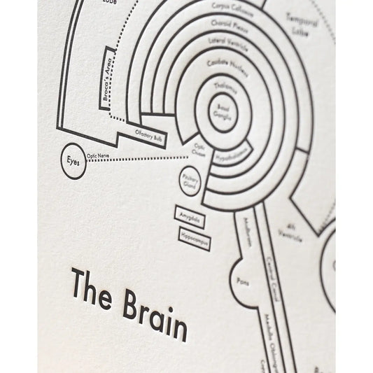 art print - letterpress - 8" x 8" - brain by archie's press