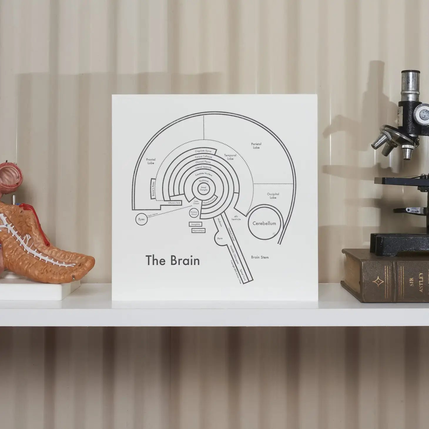 art print - letterpress - 8" x 8" - brain by archie's press