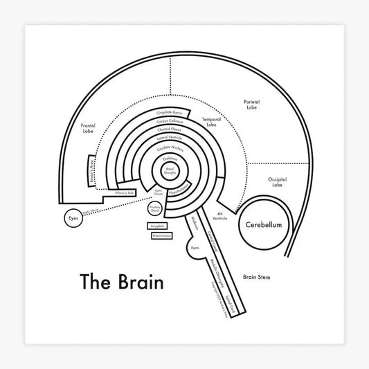 art print - letterpress - 8" x 8" - brain by archie's press