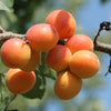 body oil - blue tansy apricot by woo world of oils