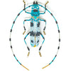 brooch pin - large beetle by trovelore