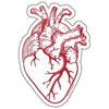 sticker - anatomical heart by counter couture