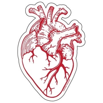 sticker - anatomical heart by counter couture