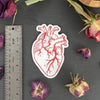 sticker - anatomical heart by counter couture