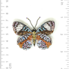Brooch Pin | Glorious Purplewing Butterfly