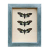 wall art - shadowbox - aqua cicada trio by green beetle shop