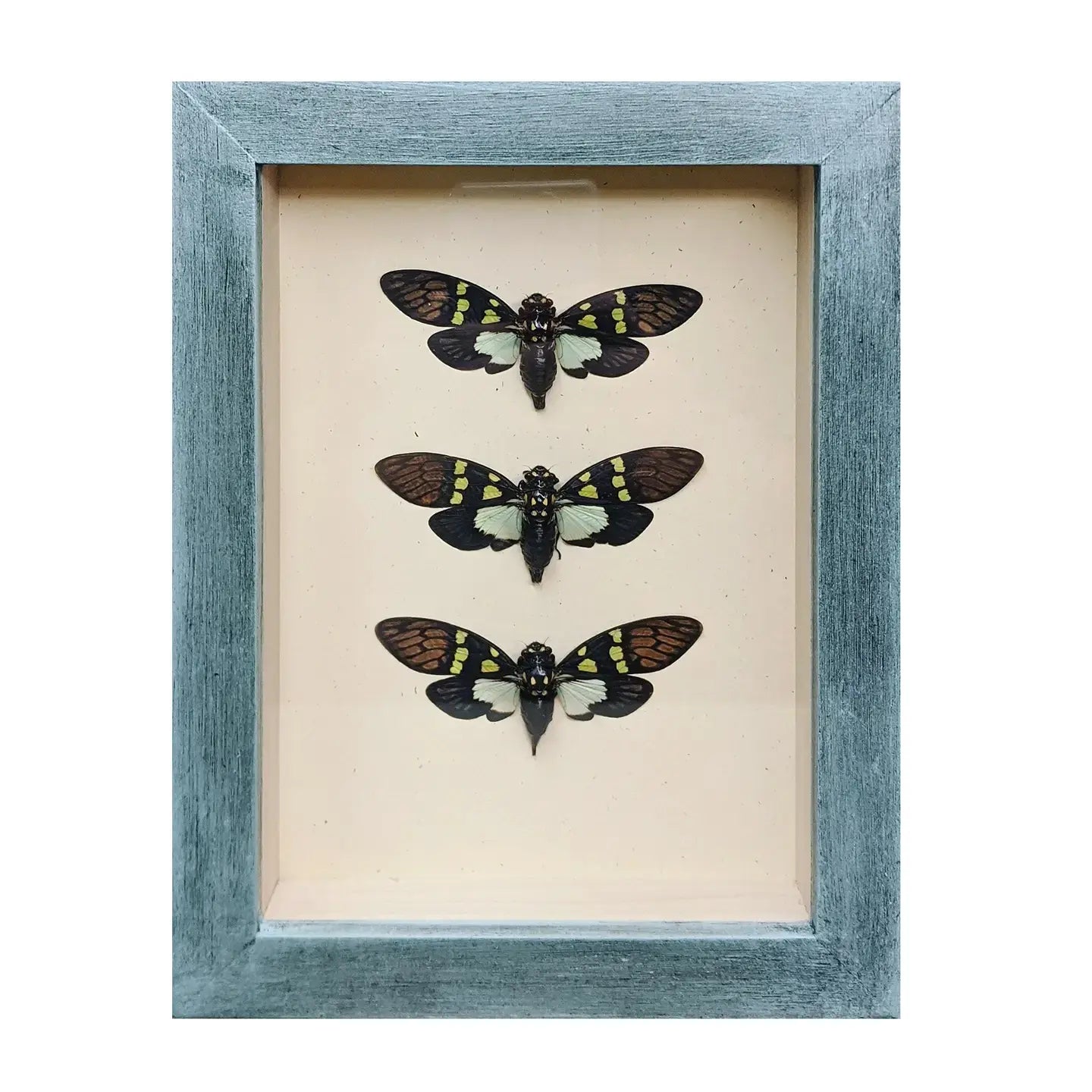 wall art - shadowbox - aqua cicada trio by green beetle shop