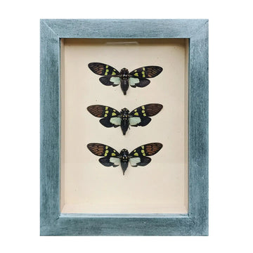wall art - shadowbox - aqua cicada trio by green beetle shop