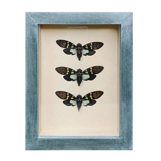 wall art - shadowbox - aqua cicada trio by green beetle shop