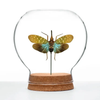 Insect Art | Globe | Teal Lanternfly