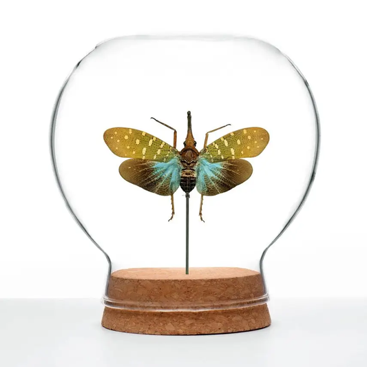 Insect Art | Globe | Teal Lanternfly