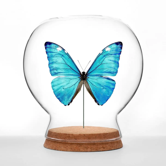 Insect Art | Globe | Shiny Blue Morpho Butterfly
