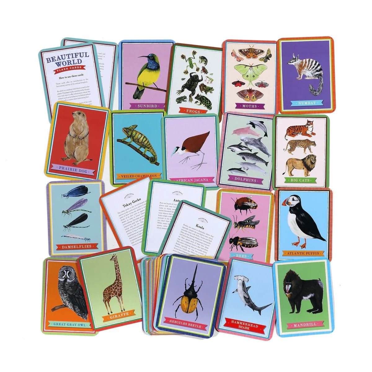 flash cards - beautiful world by eeboo
