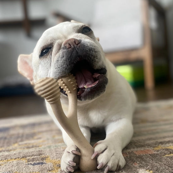 dog toy - betterbone hard durable - beef flavor by betterbone natural dog chews