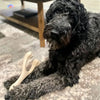 dog toy - betterbone soft durable - beef flavor by betterbone natural dog chews