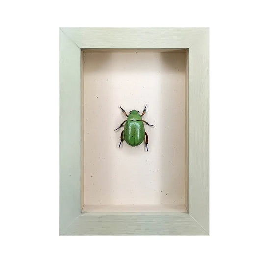 wall art - shadowbox - beyer's scarab by green beetle shop