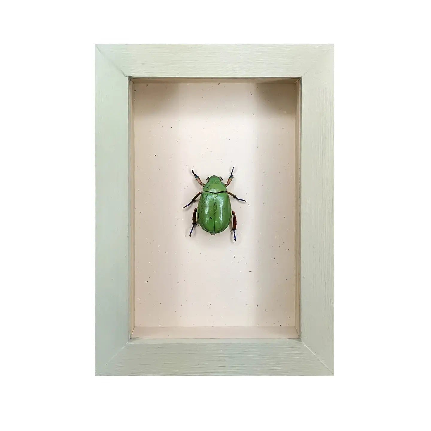 wall art - shadowbox - beyer's scarab by green beetle shop