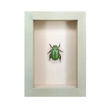 wall art - shadowbox - beyer's scarab by green beetle shop