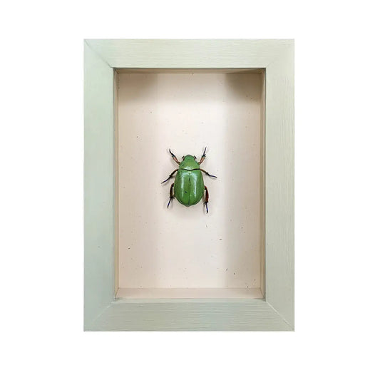 wall art - shadowbox - beyer's scarab by green beetle shop