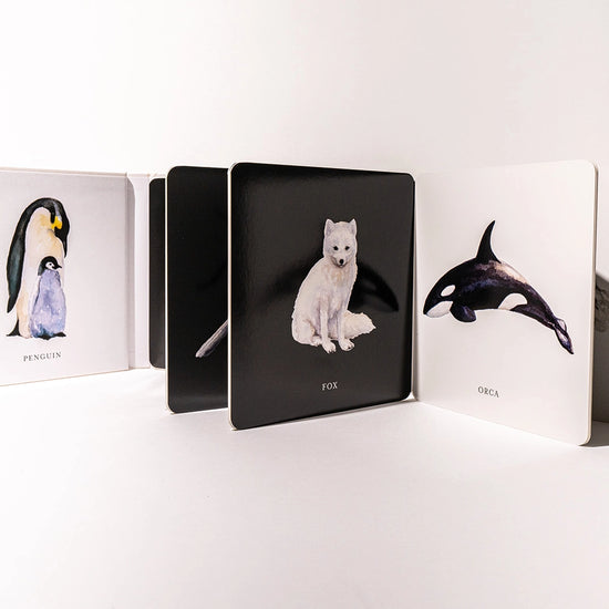 book - baby's black & white contrast by paige tate & co.
