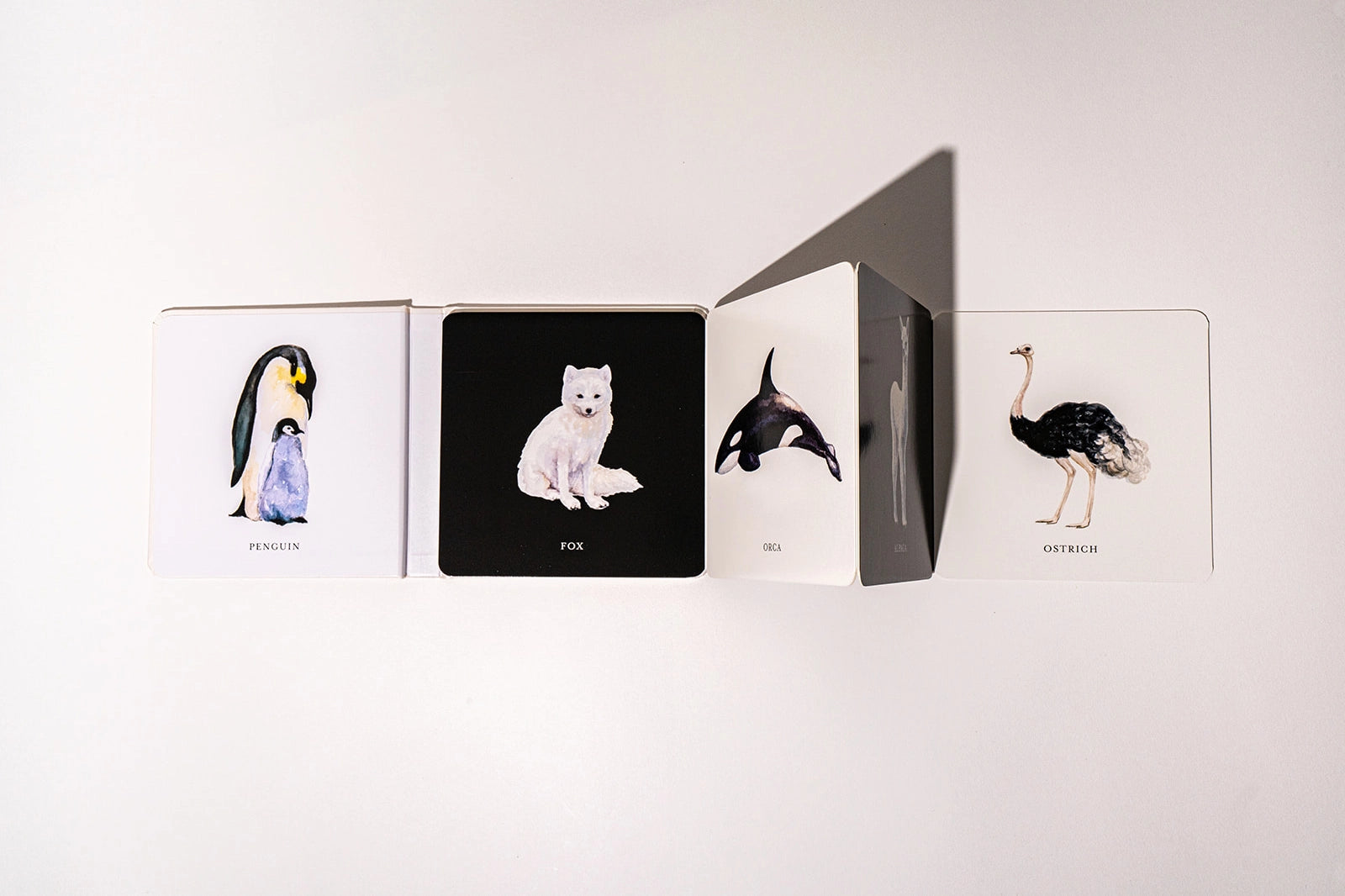 book - baby's black & white contrast by paige tate & co.