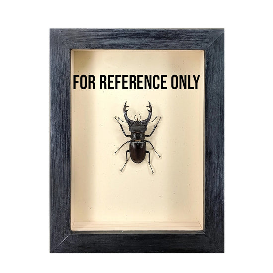 wall art - shadowbox - giant dead-leaf mantis by green beetle shop