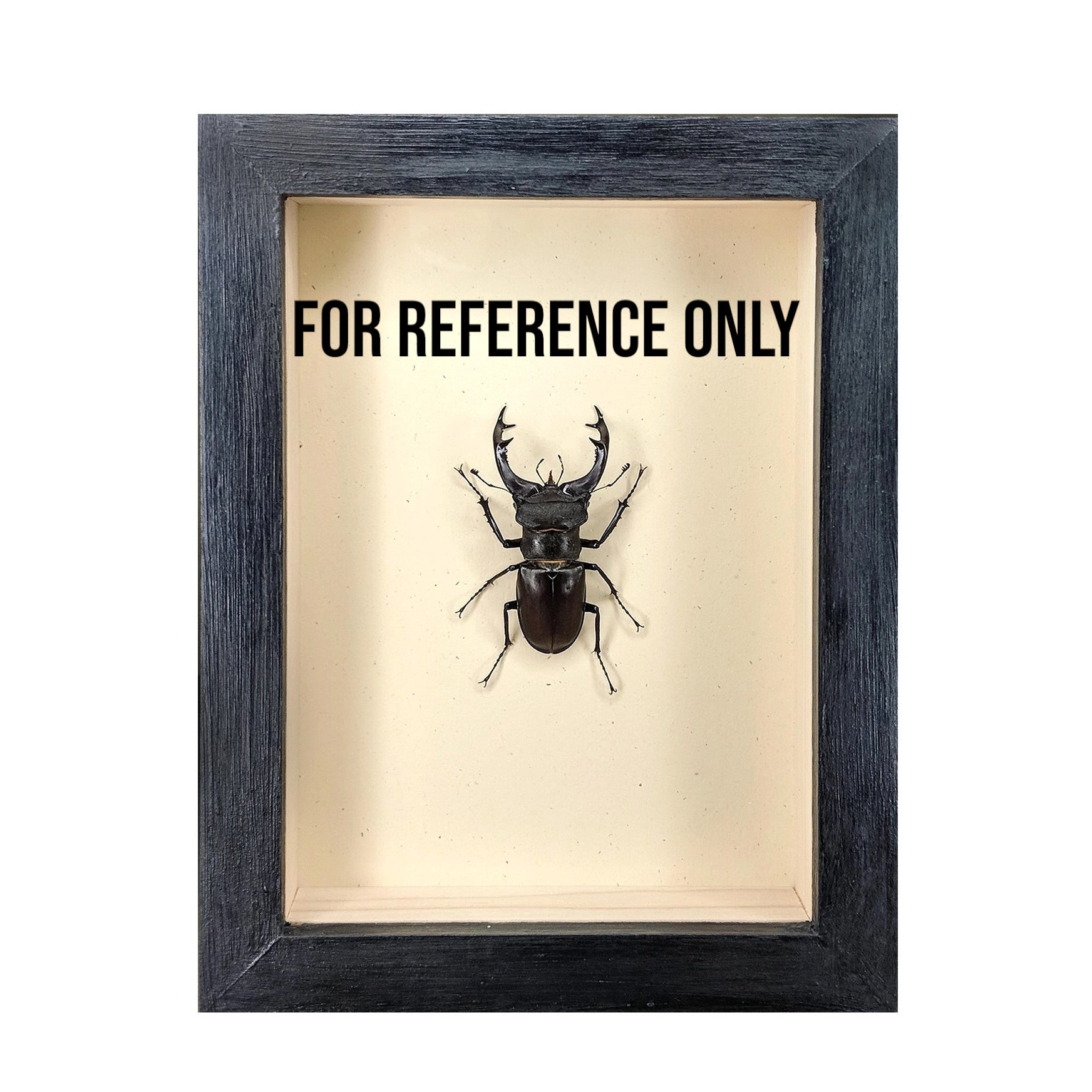 wall art - shadowbox - cicada trio by green beetle shop