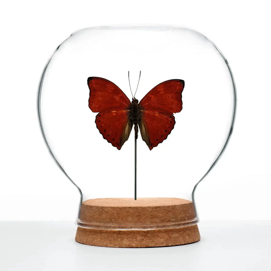 insect art - globe - blood-red glider butterfly by green beetle shop