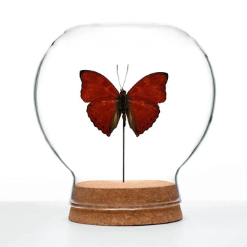 insect art - globe - blood-red glider butterfly by green beetle shop