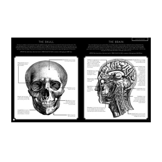 book - illumanatomy (oop) by quarto usa