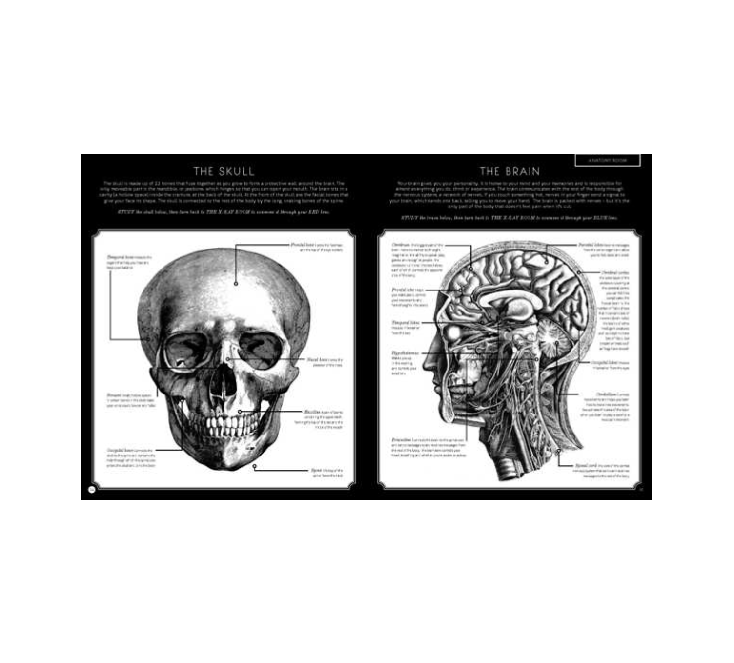 book - illumanatomy (oop) by quarto usa