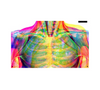 book - illumanatomy (oop) by quarto usa