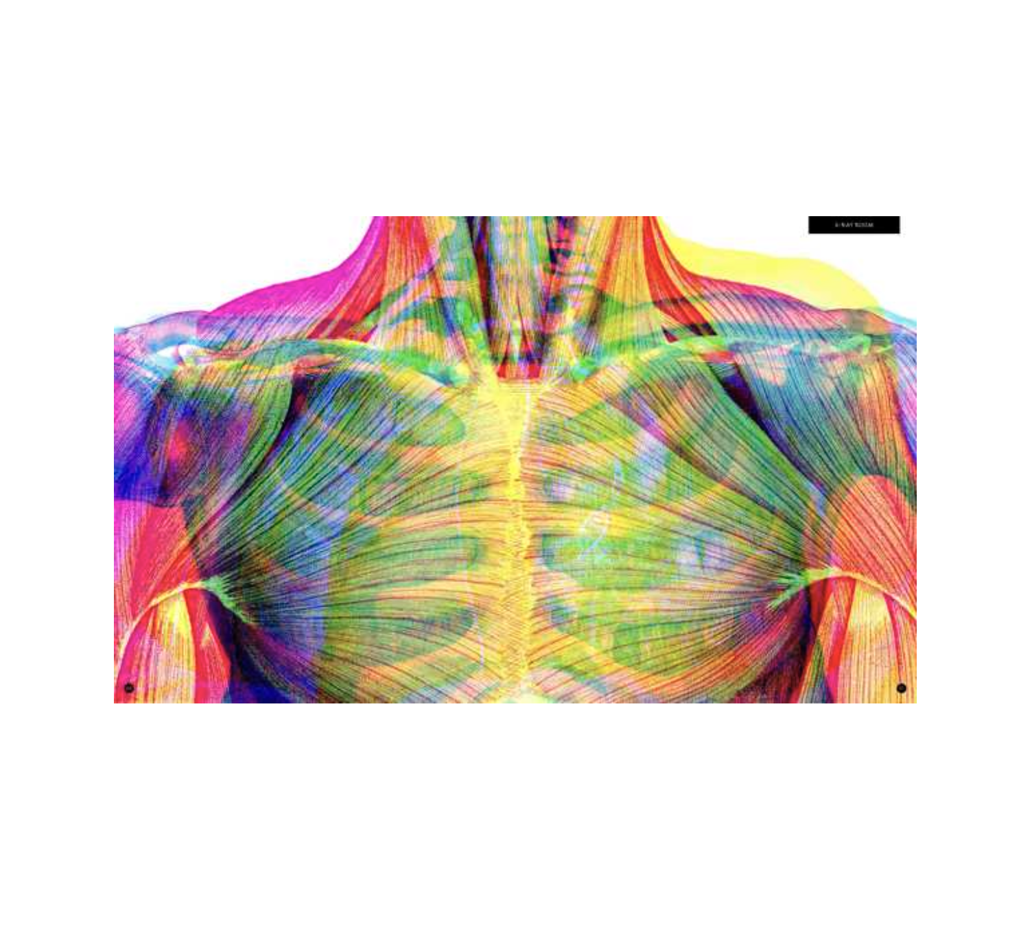 book - illumanatomy (oop) by quarto usa