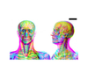 book - illumanatomy (oop) by quarto usa