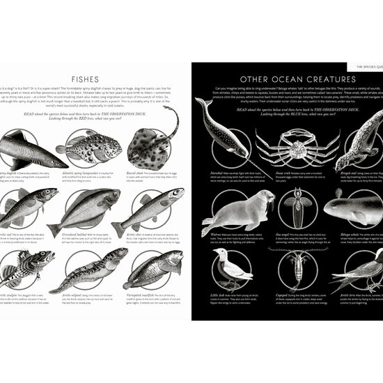 book - illuminoceans by quarto usa