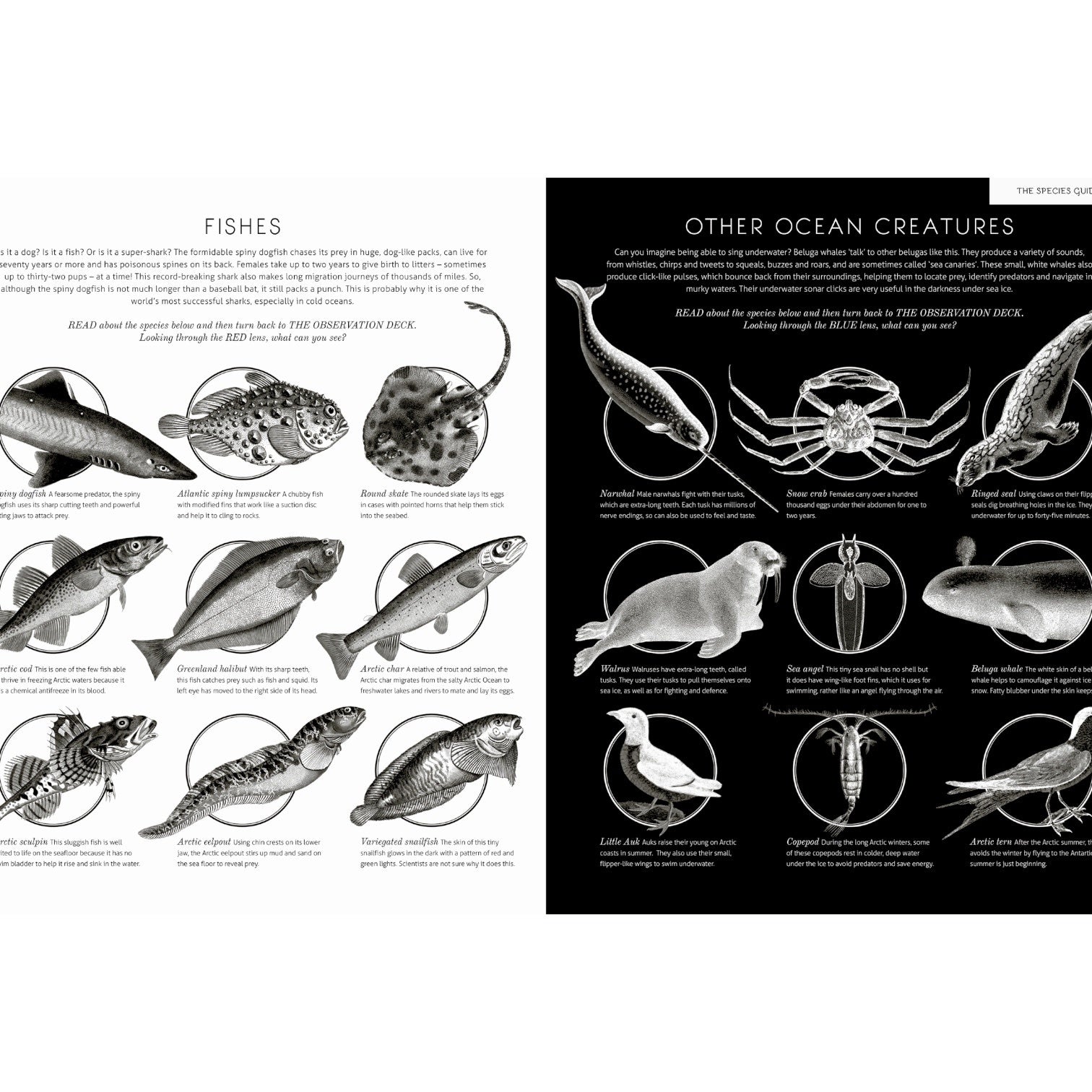 book - illuminoceans by quarto usa