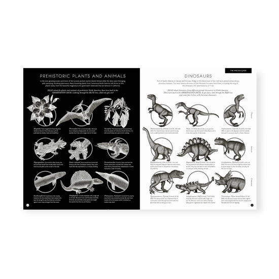 book - illumisaurus by quarto usa
