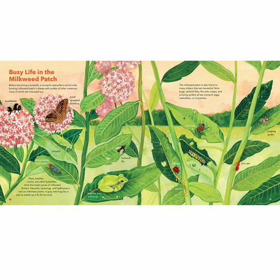 book - monarch butterflies by hachette book group usa
