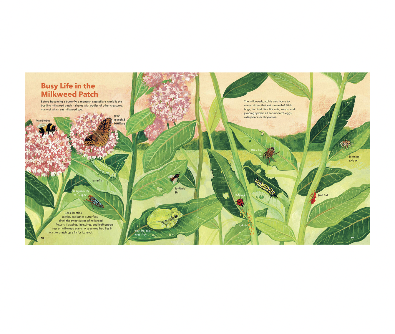 book - monarch butterflies by hachette book group usa