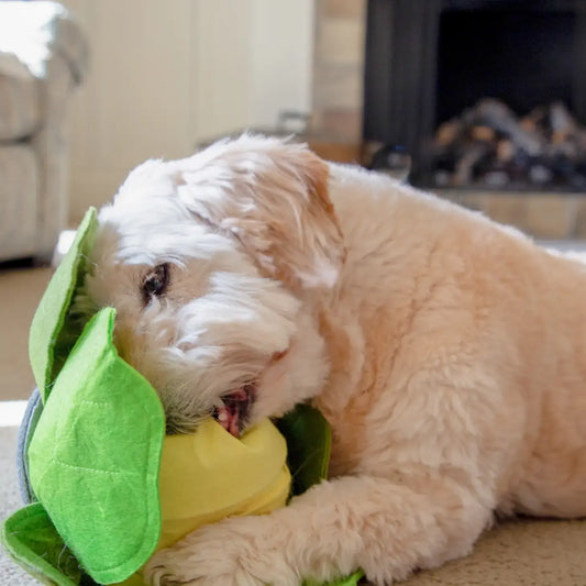dog toy - snuffle mat - cabbage by injoya