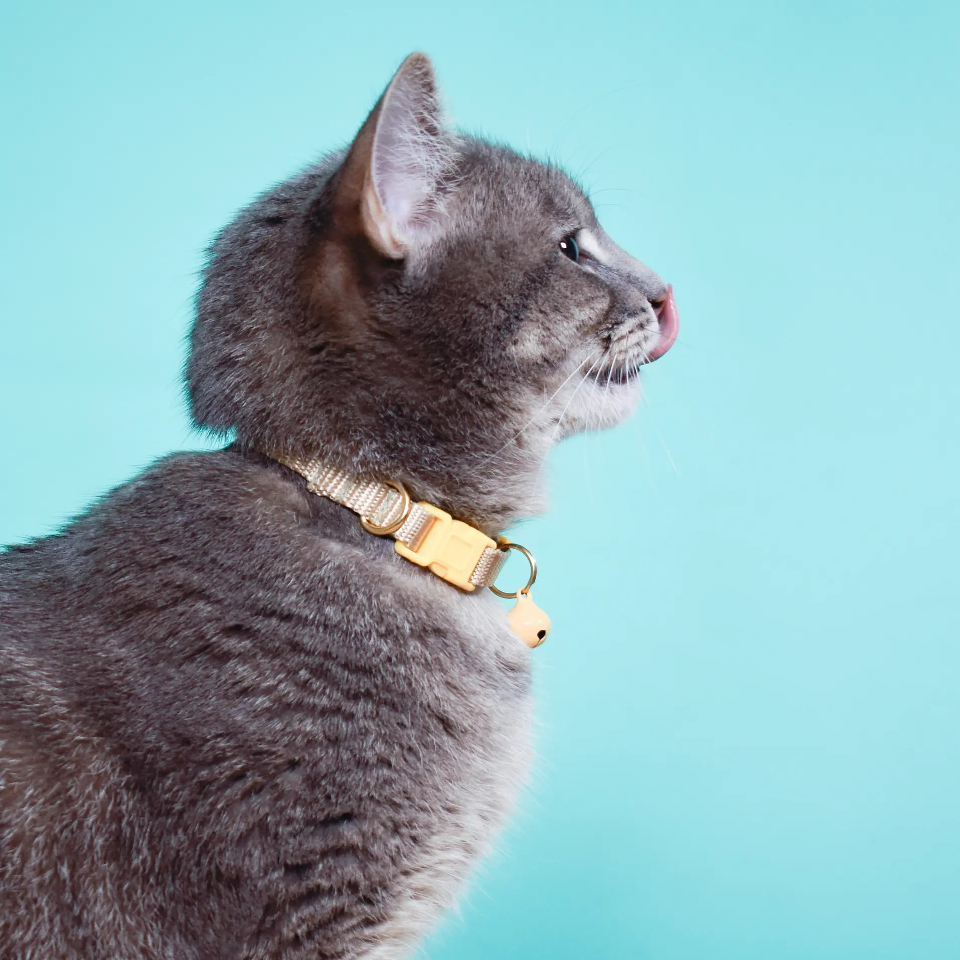 cat collar - breakaway by major darling