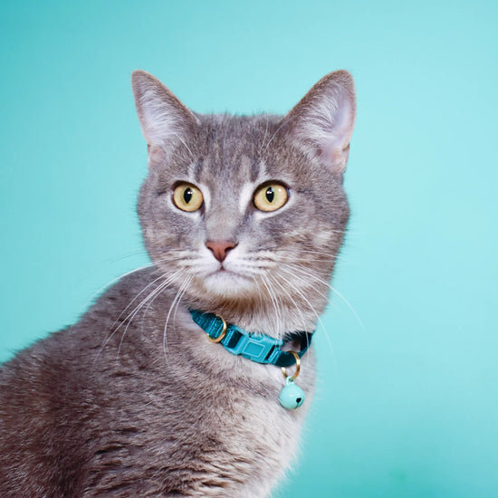 cat collar - breakaway by major darling