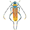 Brooch Pin | Large Beetle