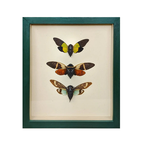 wall art - shadowbox - cicada trio by green beetle shop
